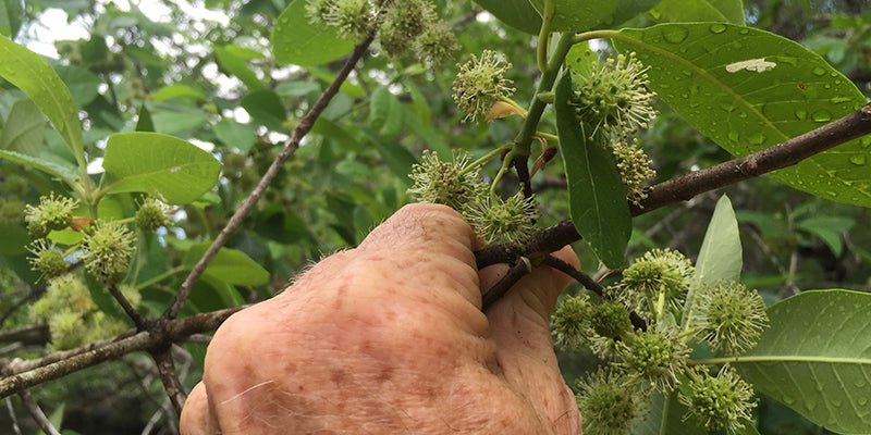 How We Harvest Tupelo Honey Near Chipley, Florida — 25 Years on the River