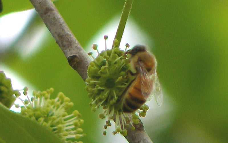 THE DREAM OF TUPELO HONEY