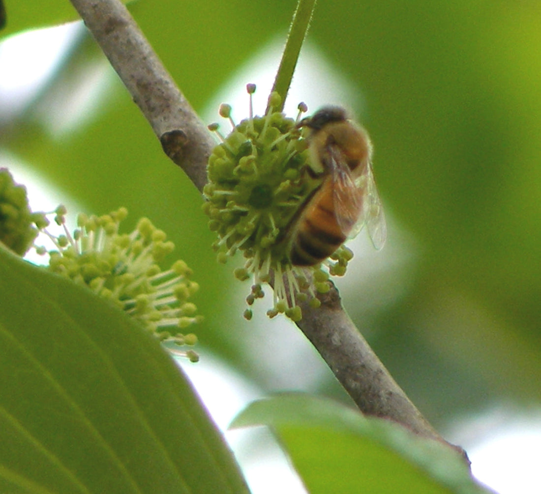 THE DREAM OF TUPELO HONEY