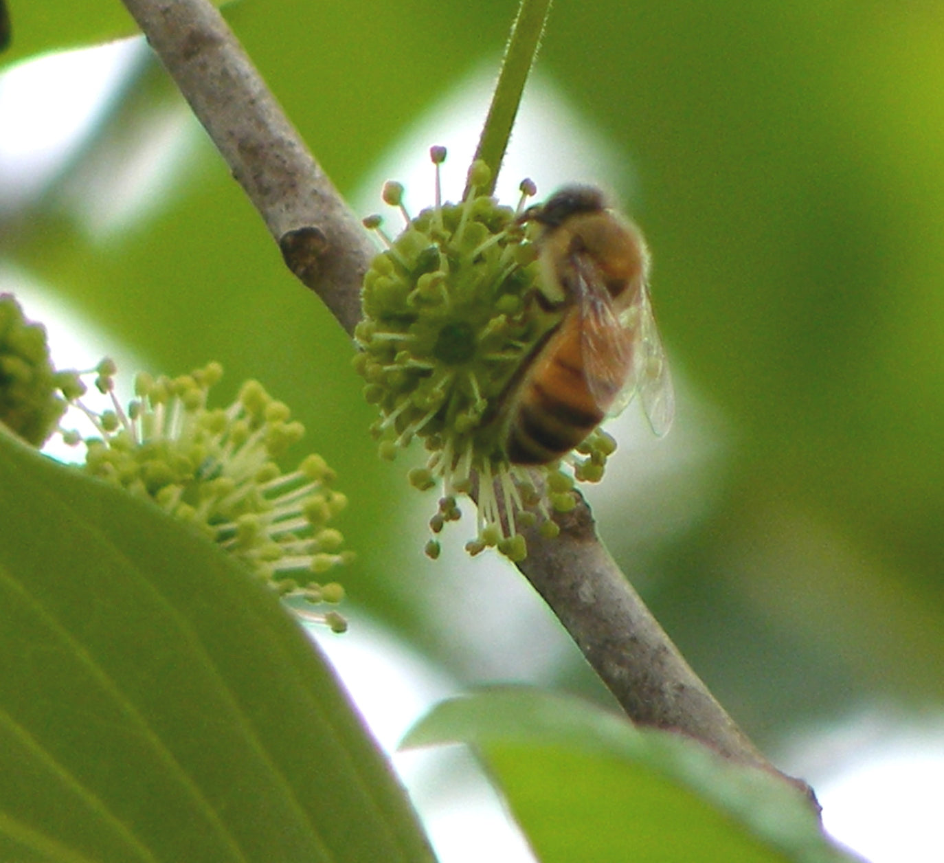 THE DREAM OF TUPELO HONEY