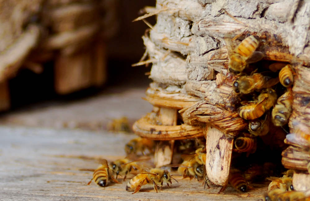 Tupelo Honey  Bee Inspired